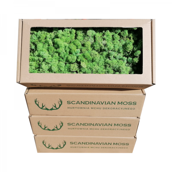 Premium - Swedish Reindeer Moss Light Green 500 g